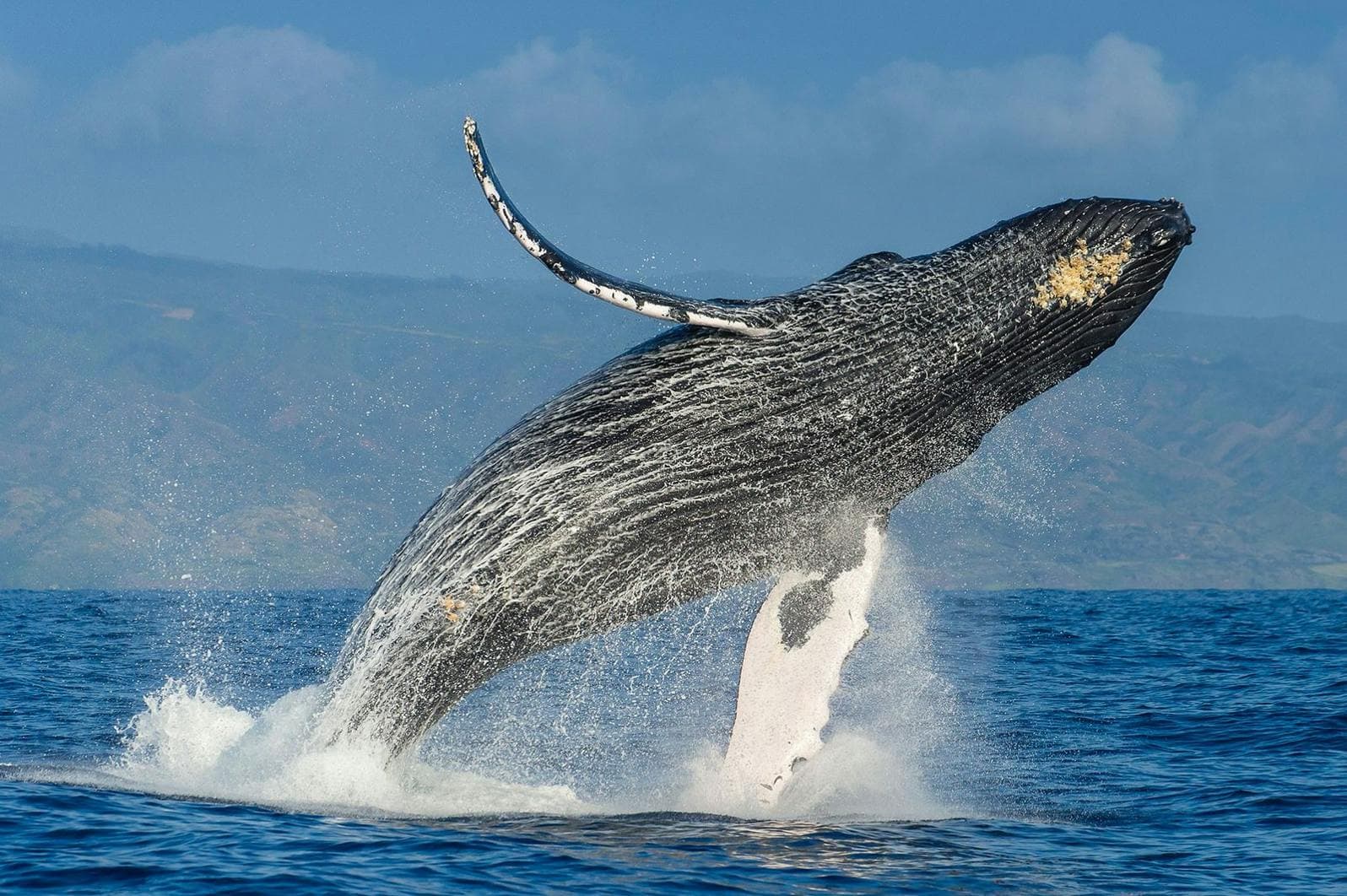 Ballenas Jorobadas