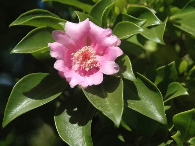 Jardín de la Rosa de Bayahíbe