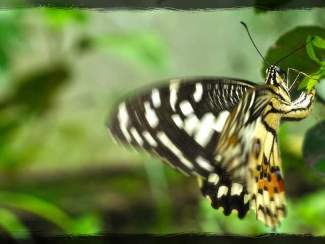 Mariposas de Jarabacoa