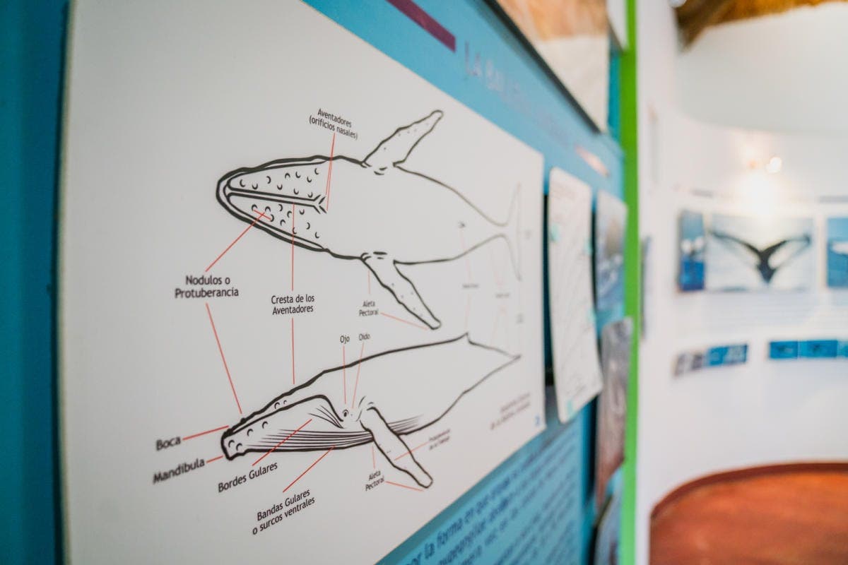 Museo de las Ballenas