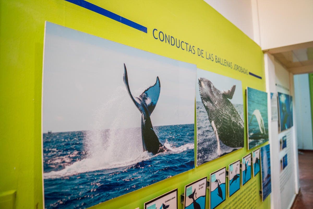 Museo de las Ballenas