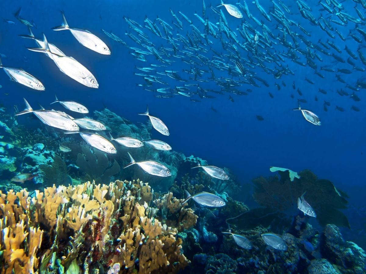 Parque Nacional Submarino de Montecristi
