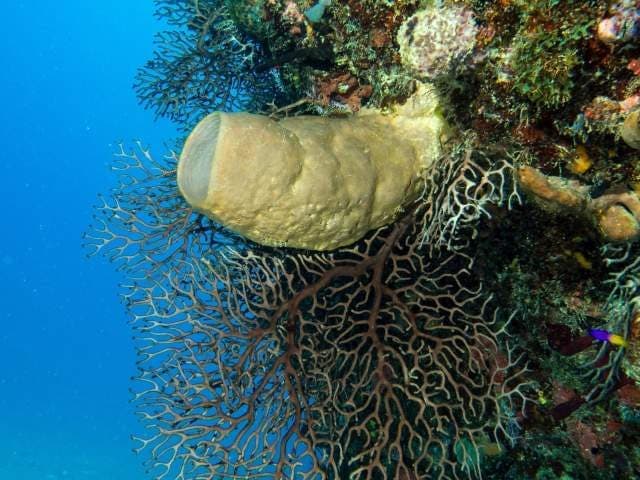 Buceo en Pedernales