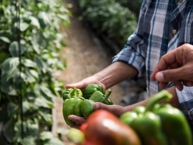 De Compras en Jarabacoa