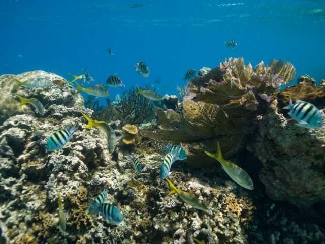 Cayo Arena (Buceo)
