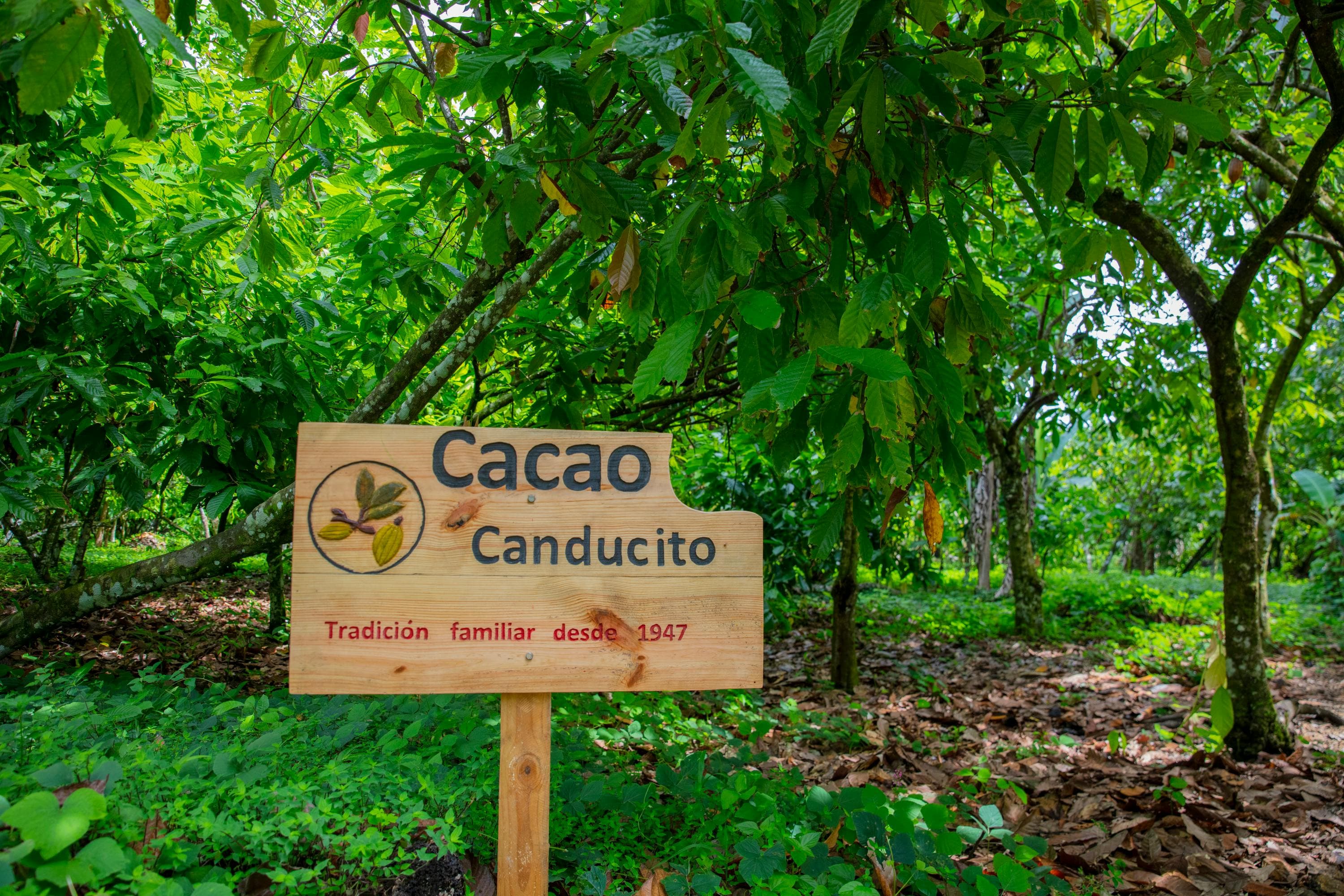 Ruta de Cacao de Canducito