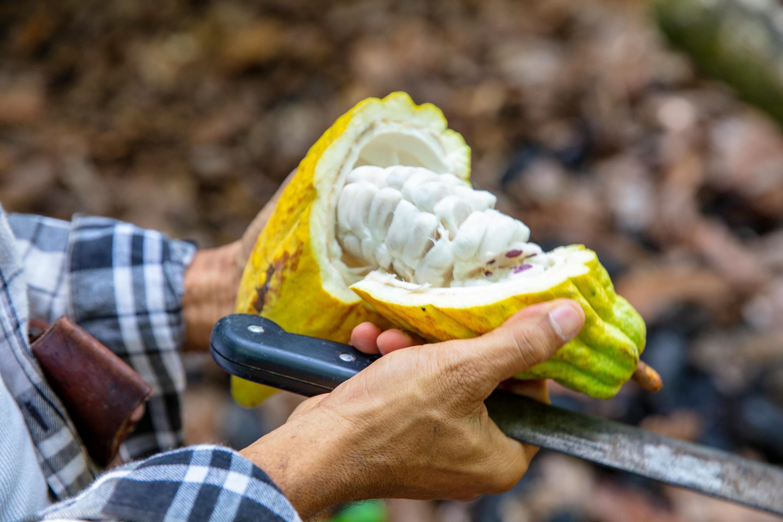 Ruta de Cacao de Canducito