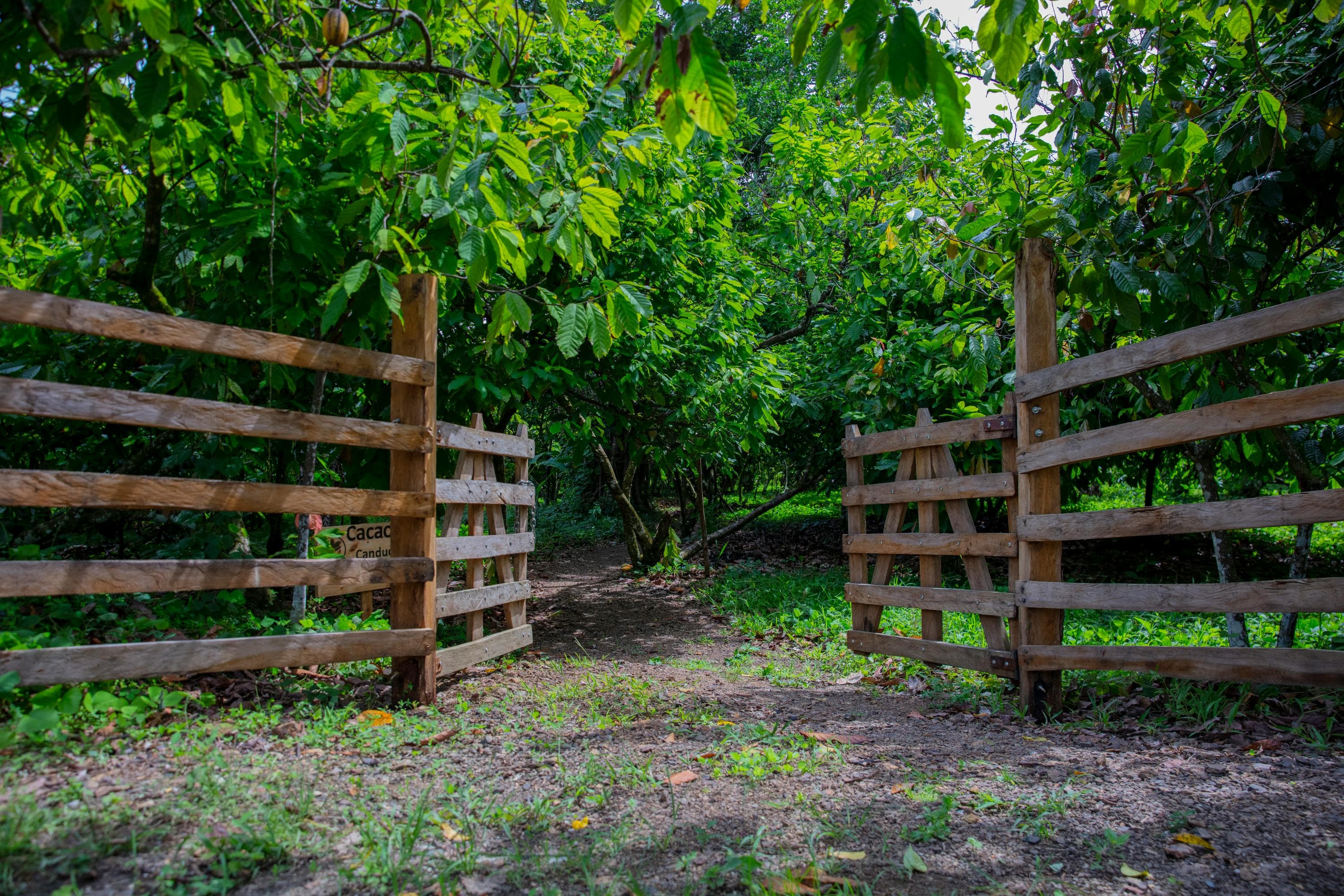 Ruta de Cacao de Canducito