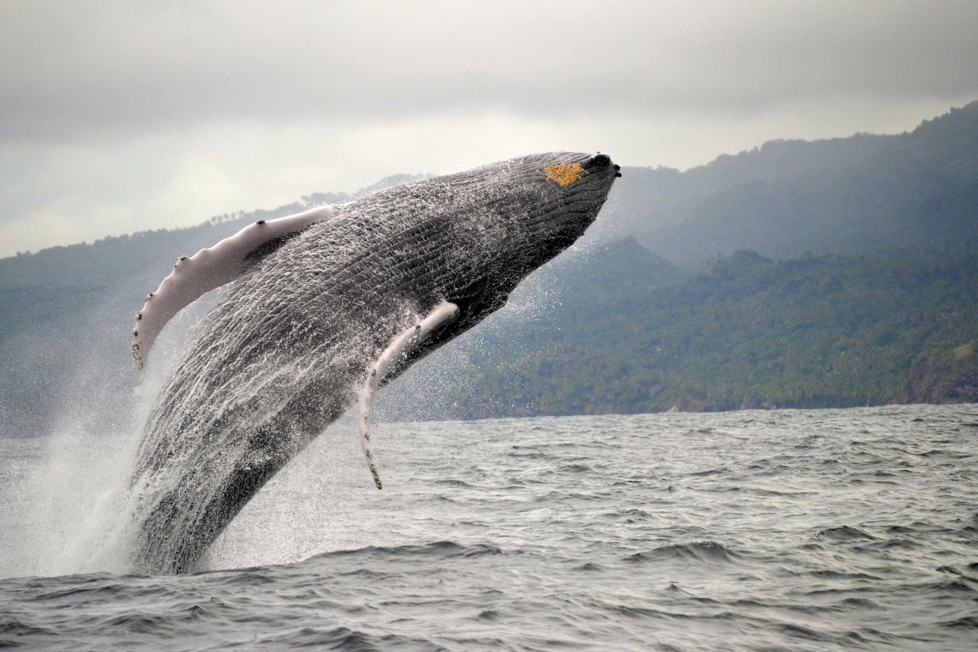 Playa Las Ballenas