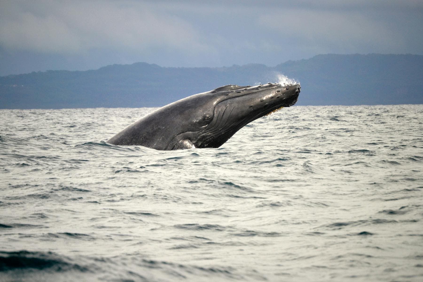 Playa Las Ballenas