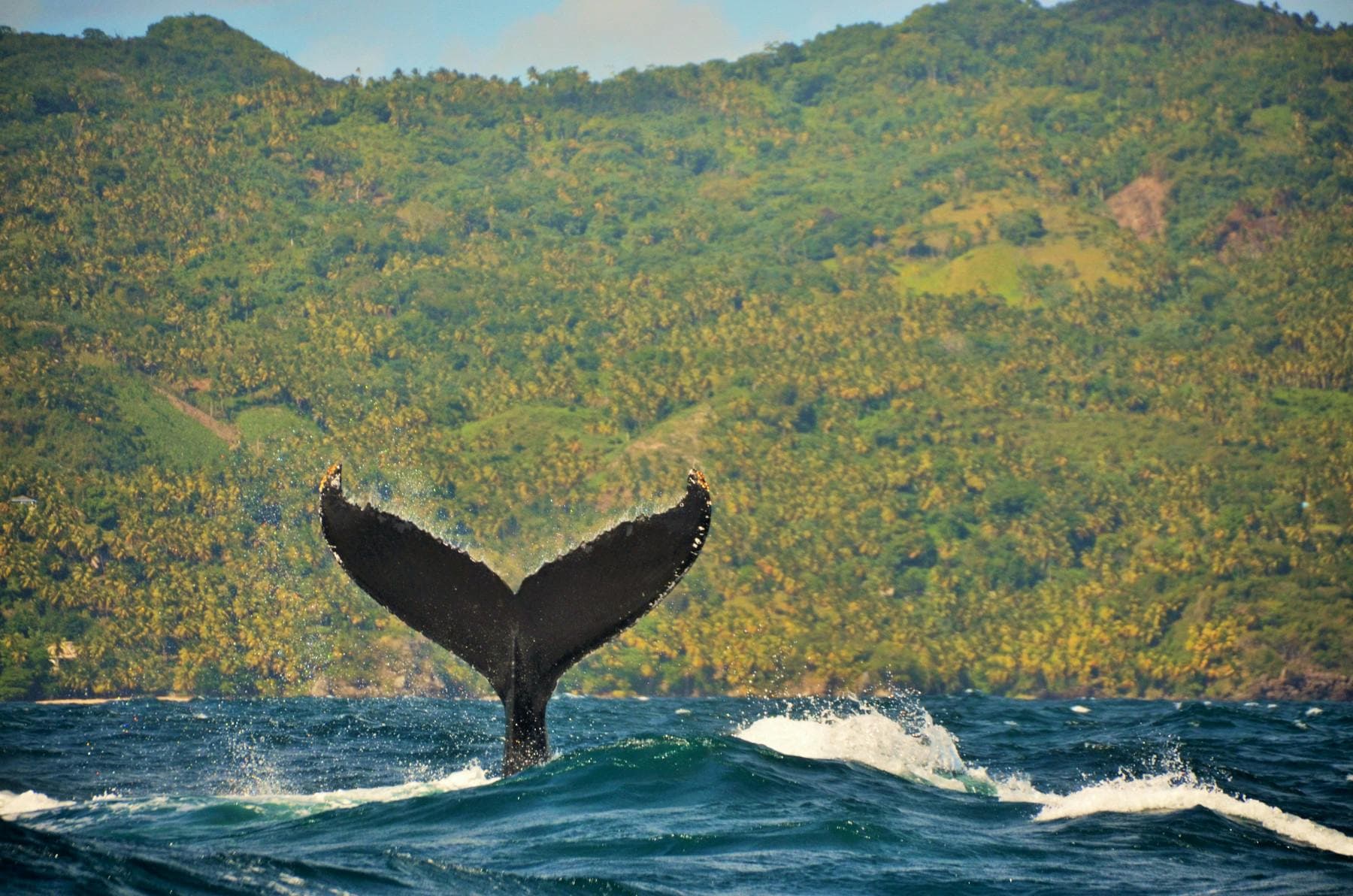 Playa Las Ballenas